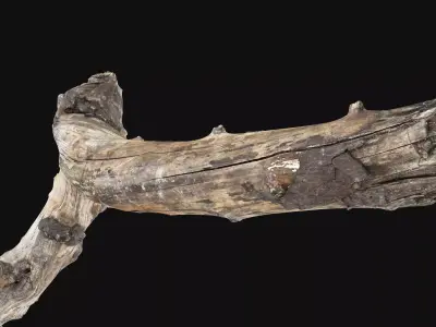 Withered Piece of wood branch 3d scan in highpoly 3D model