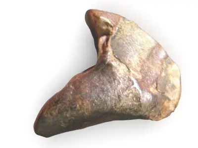 Triceratops Tooth 3D model
