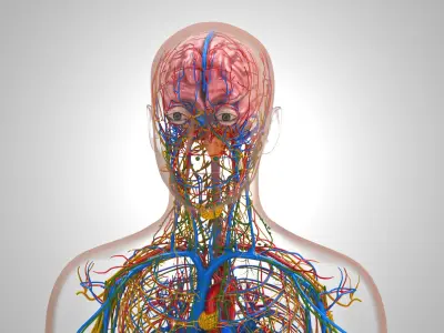 Cardiovascular lymphatic nervous System 3D model