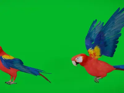 Scarlet Macaw Parrot Bird Free 3D model