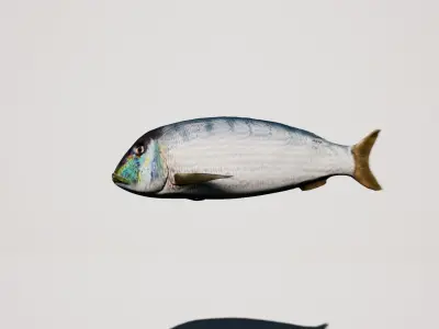 Snapper Mediterranean sea fish rigged animated Low-poly 3D model