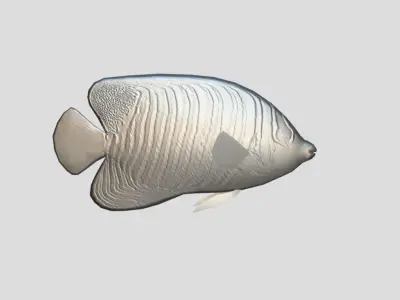 Regal Angelfish Realistic Animated Low-poly 3D model
