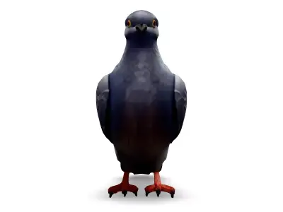 Realistic Pigeon 3D Model Low-poly 3D model purchase