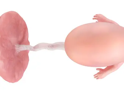  Fetus Week 9 Animated 