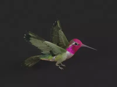 Hummingbird 3D model get