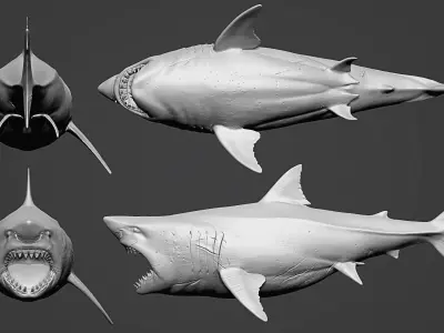 Great White Shark  3D model