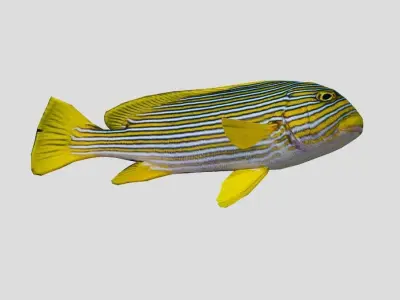 Ribbon sweetlips Low-poly 3D model