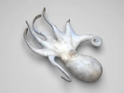 Octopus 3D model order