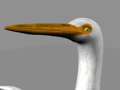 Intermediate Egret 3D model