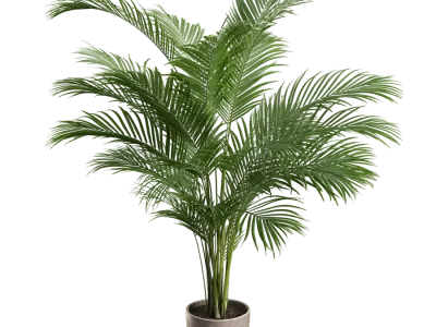  Medium Areca Palm Potted Plant Model  buy