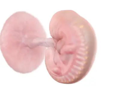 Fetus Anatomy Week 5 Animated 3D model
