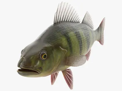  Yellow Perch Fish 