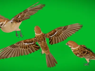 Eurasian Tree Sparrow Low-poly 3D model