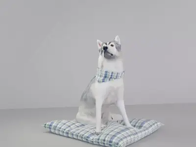 Sitting husky Free 3D model