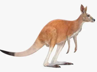 Kangaroo  purchase 3D model