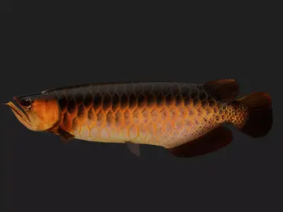 Arowana Low-poly 3D model get