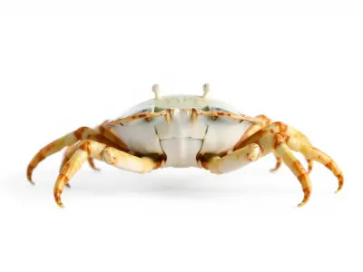 Porcelain Crab 3D Model with Detailed Anatomy Low-poly 3D model