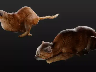 Orange Cat Animated Free low-poly 3D model
