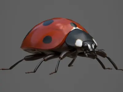 Ladybug 3d Model Low-poly 3D model