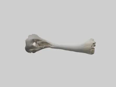 Hippo Femur Low-poly 3D model