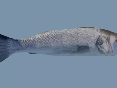 Sea bass Fish Photorealistic  3d model Rigged Animated Low poly Low-poly 3D model