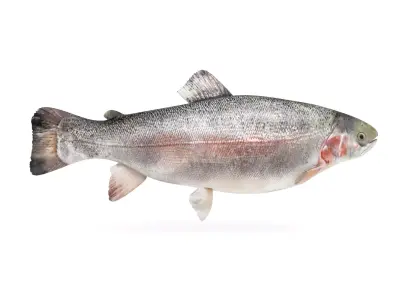 Fish Trout 3D model purchase