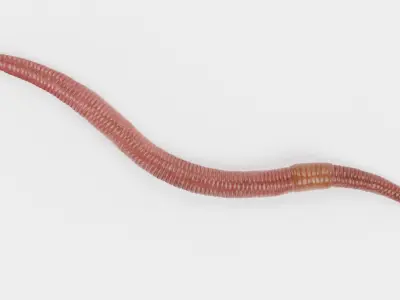  Earthworm Rigged 