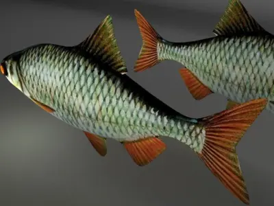 Rudd fish Low-poly 3D model