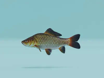 Carp Fish Low-poly 3D model