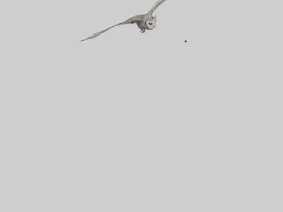 LongEared Owl flying model Low-poly 3D model