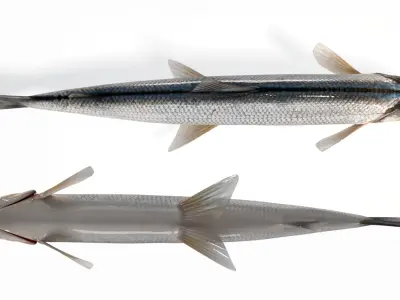 Whitefish (Animated) 2 3D model