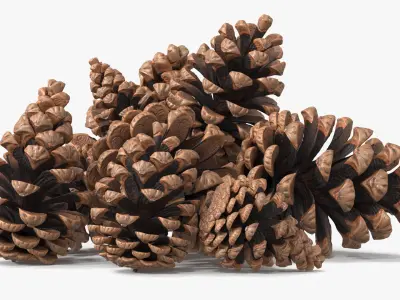  Pine Cones Pile with Open Scales Brown 
