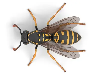 Wasp Low-poly 3D model