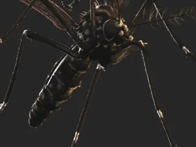  Aedes Aegypti - Mosquito 