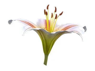  Realistic Lily 3D Model - High-Quality 4K PBR Asset 