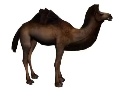 The Camel Low Poly 3D model