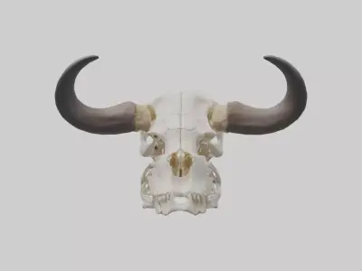 Bison Skull Skeleton model 2 3D model