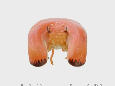 Flamboyant Cuttlefish Vibrant 3D Model Low-poly 3D model