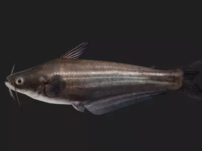 Catfish Low-poly 3D model 6
