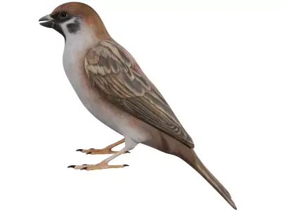 Sparrow 3D model