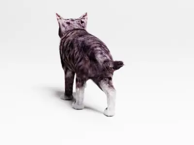 Domestic Cat  3D model