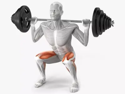 Male Muscular System Anatomy Squats Exercise 3D model purchase