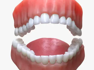 Human Mouth Teeth Tongue 3D model