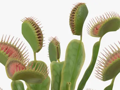  Venus Flytrap Dionaea Muscipula Plant 