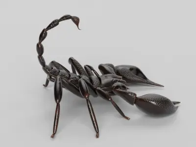 Scorpion 3D model 3