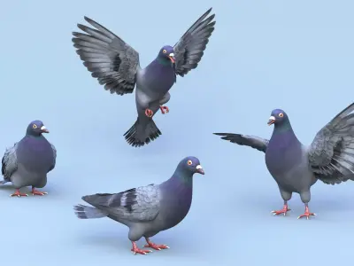 Pigeon Low-poly 3D model buy