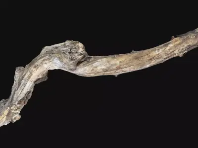 Withered Piece of wood branch 3d scan in highpoly 3D model