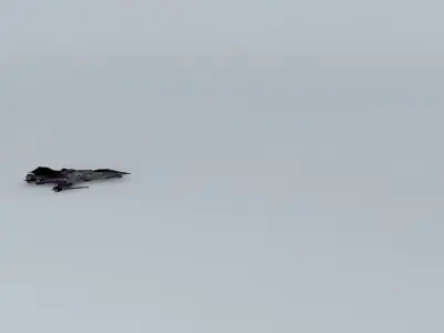 Shockwave Super FI131 3D model