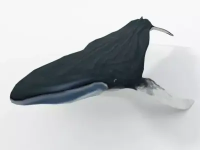 Fin Whale Low-poly 3D model