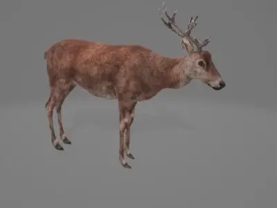 Animated-Deer 3D model